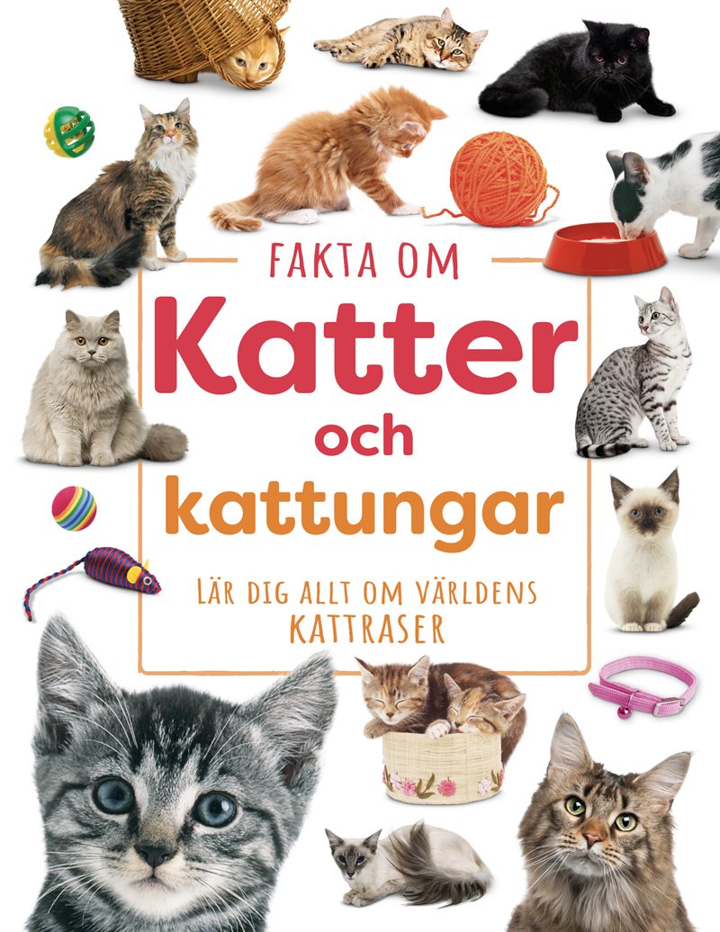 Fakta om Katter och kattungar - Lär dig allt om  världens kattraser